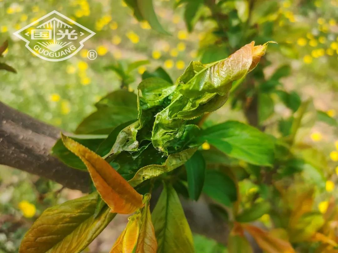 苹小卷叶蛾为害李叶