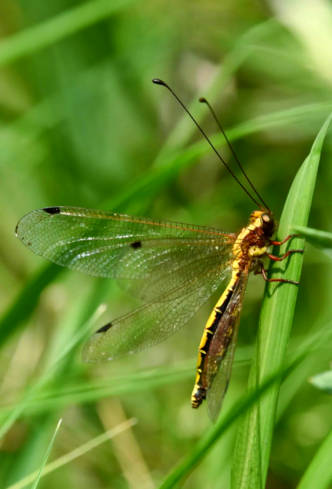昆虫的多样触角类型
