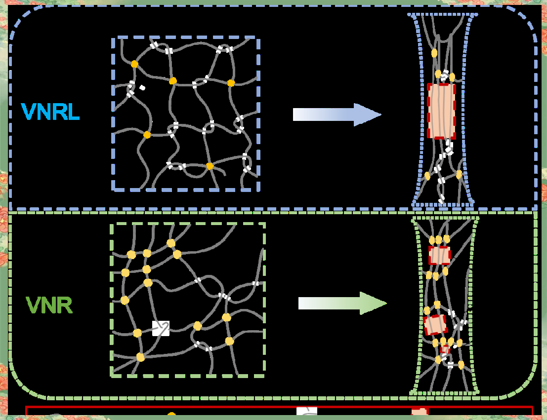 四川大学吴锦荣教授团队揭示天然橡胶胶乳材料性能的微观结构贡献