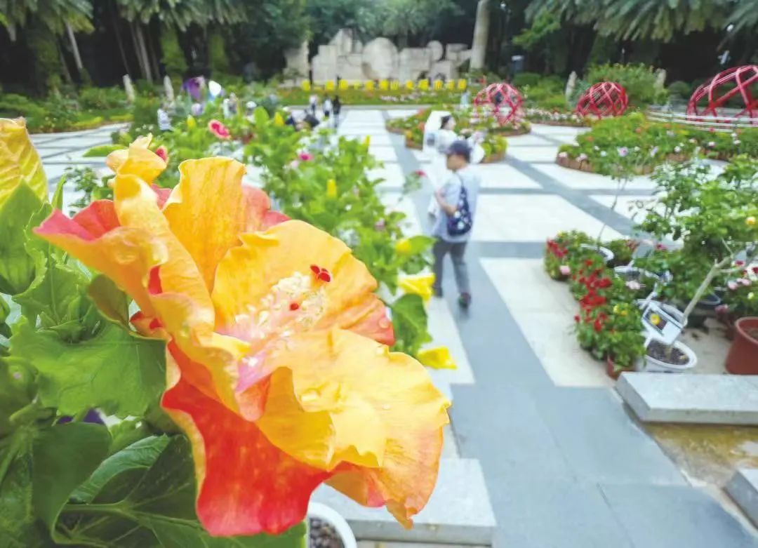 惊艳南宁市花朱槿花在广州塔绽放