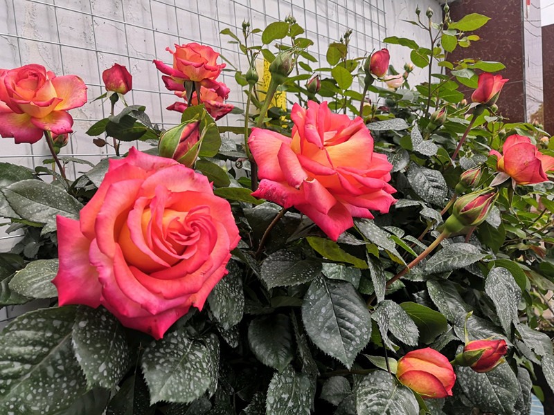 月季花"彩云",冷门又很美的品种,花期几乎全年,阳台也能养