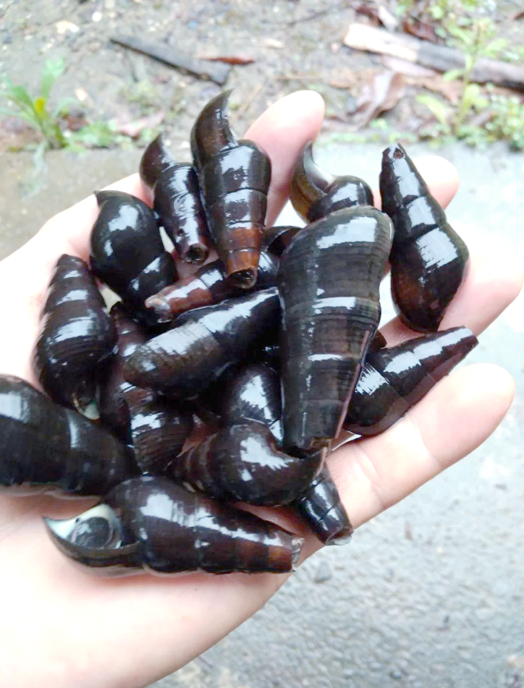 山坑螺的养殖之道山坑螺,这种对水质条件要求极为严格的螺类,其生长