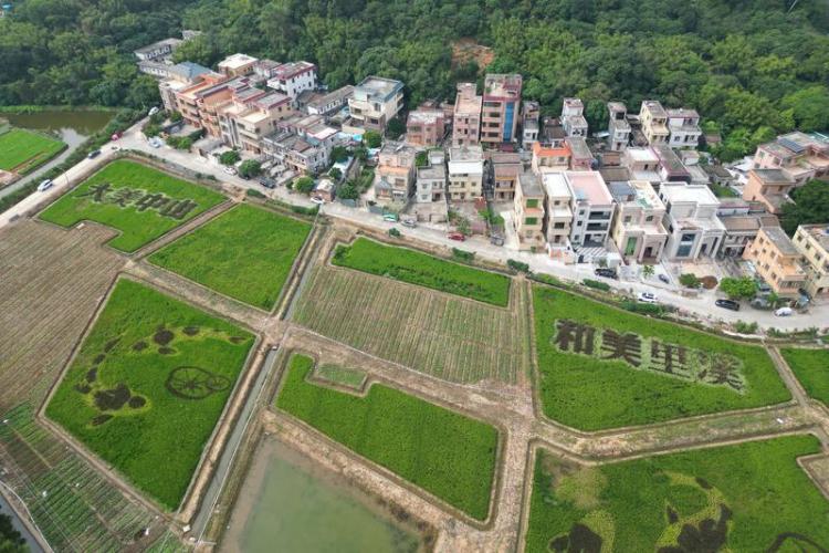 中山板芙里溪村乡村微进步汇聚成村民大幸福