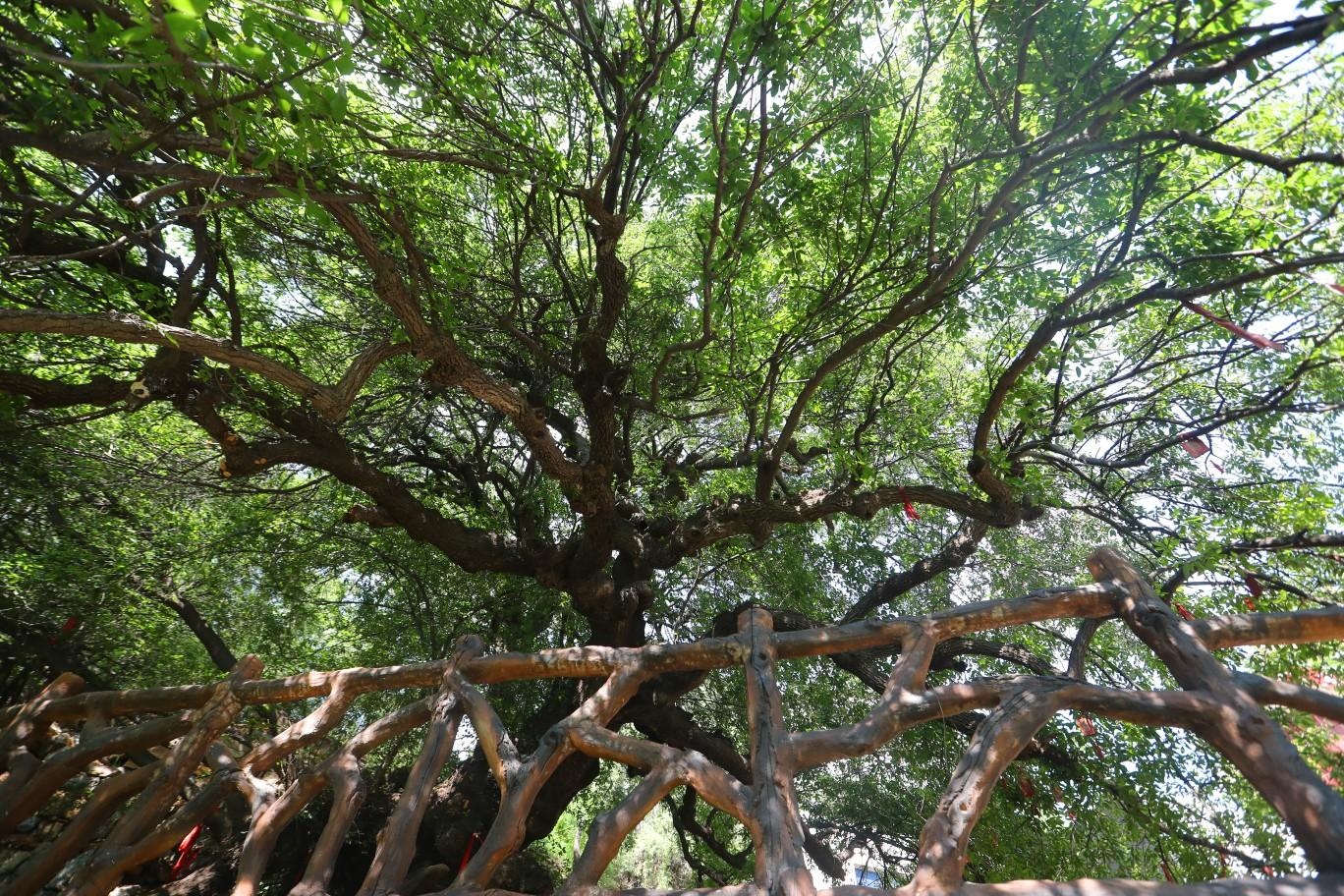 郑州散生古树接近4000株 该如何呵护这些绿色活化石?