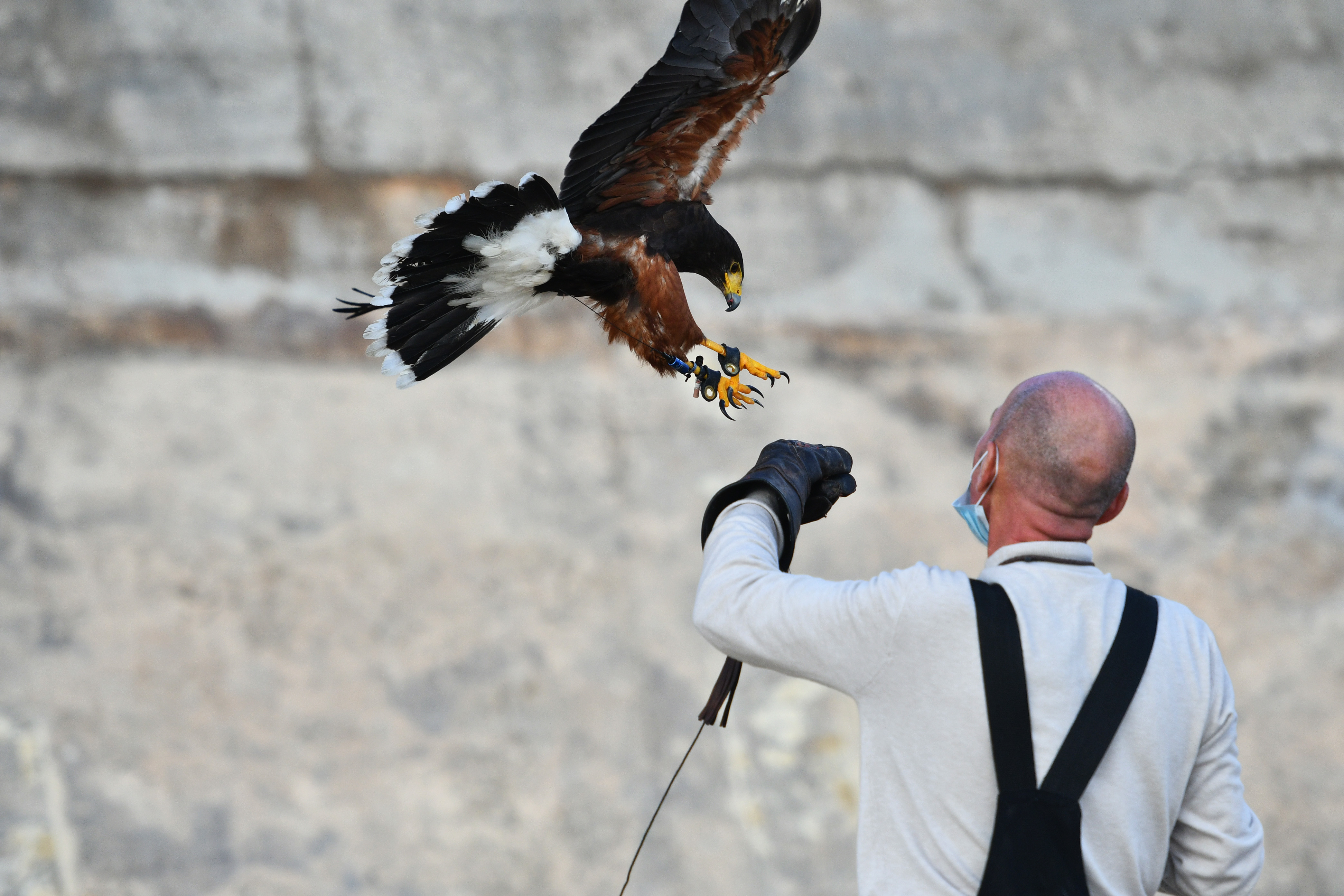 马耳他举行鹰猎活动