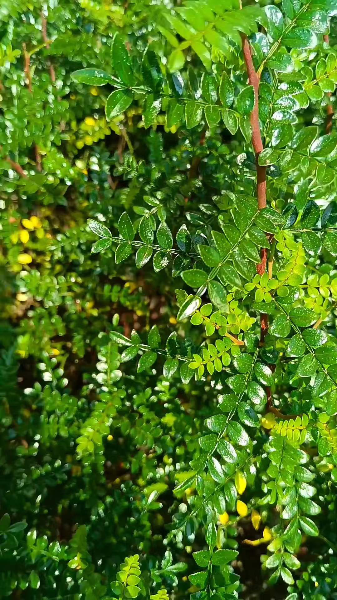 清香胡椒木茎上有刺