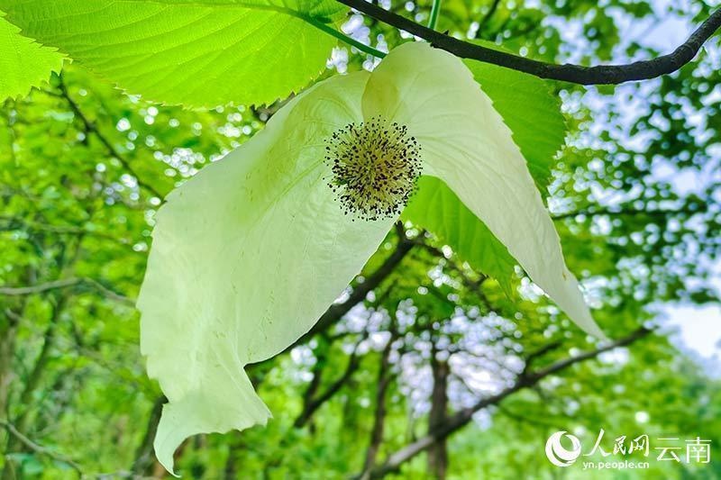 云南:13万亩国家一级保护植物珙桐花绽放