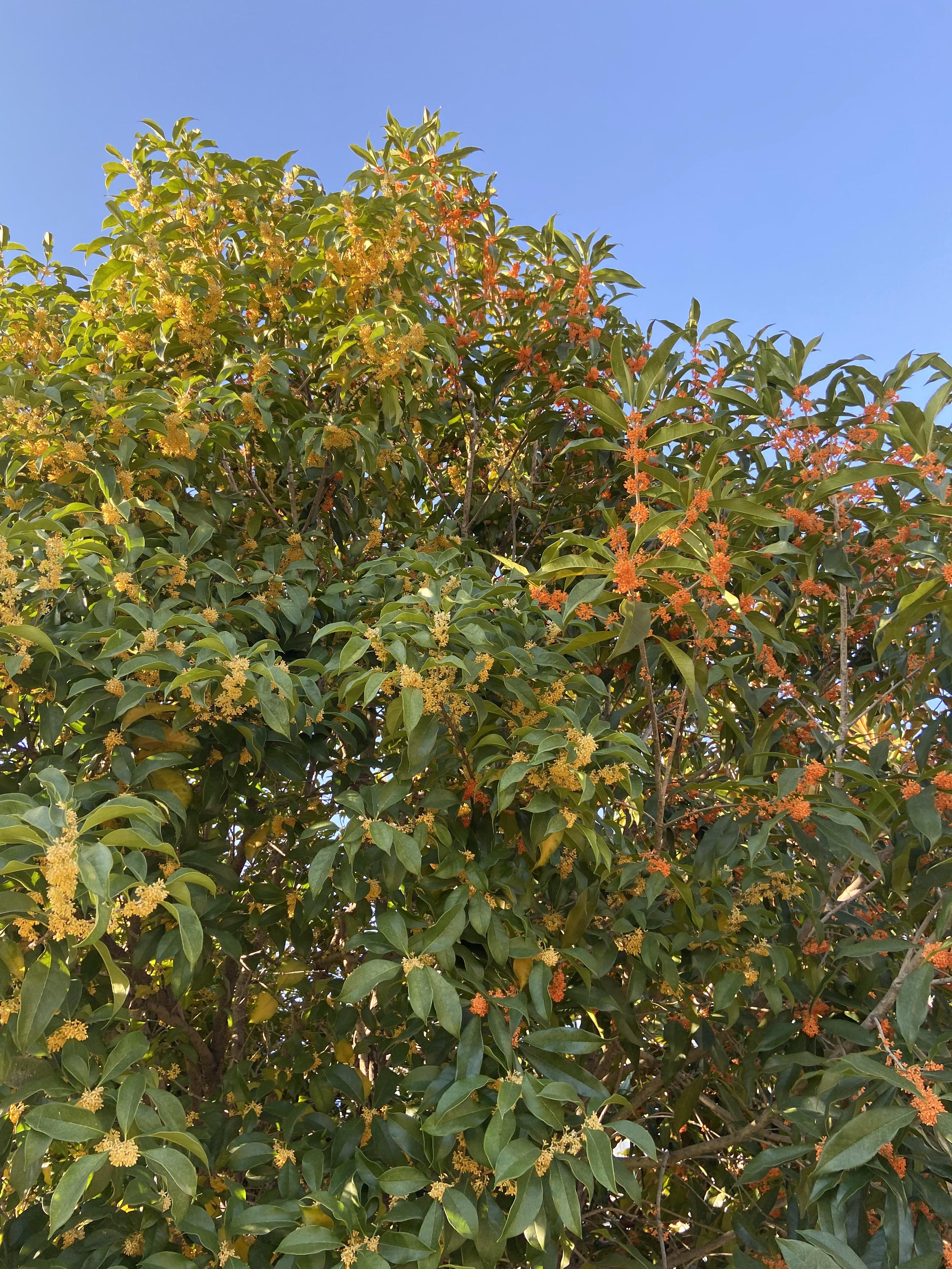 真稀奇!一棵桂花树开出两色花