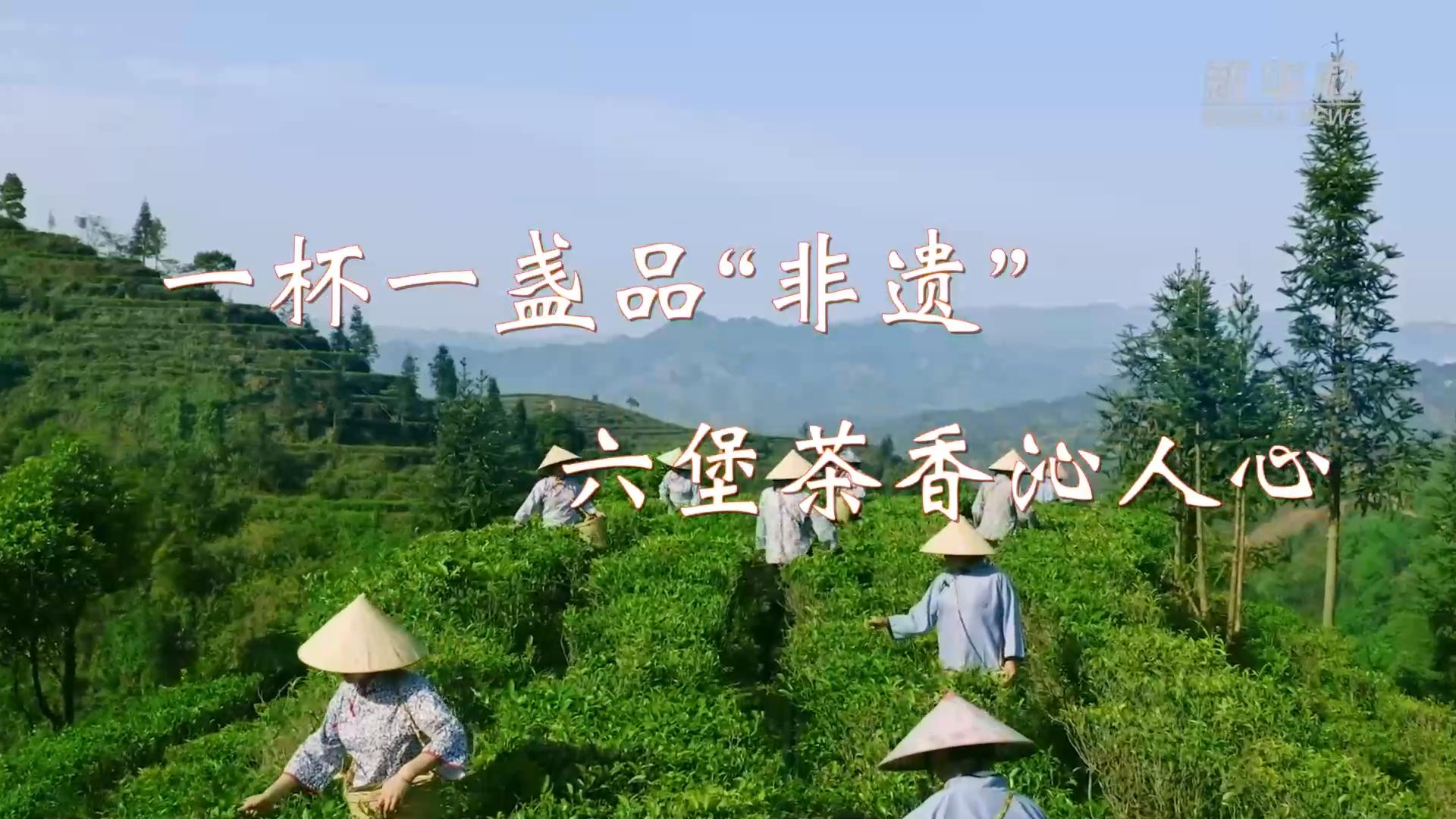 文化中国行|一杯一盏品"非遗" 六堡茶香沁人心