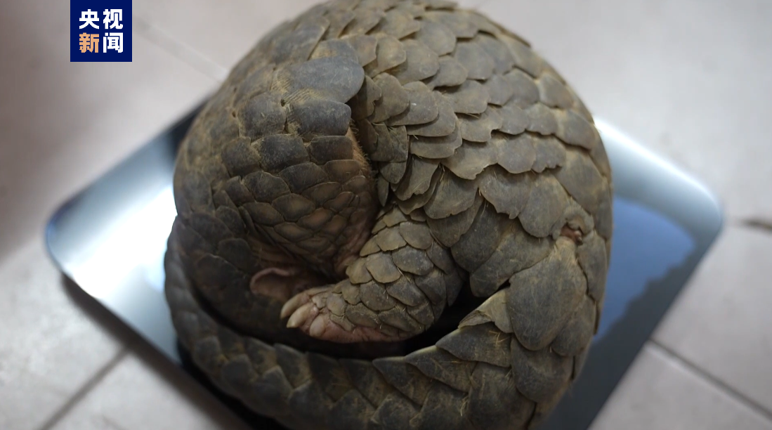 江西信丰发现国家一级保护动物中华穿山甲