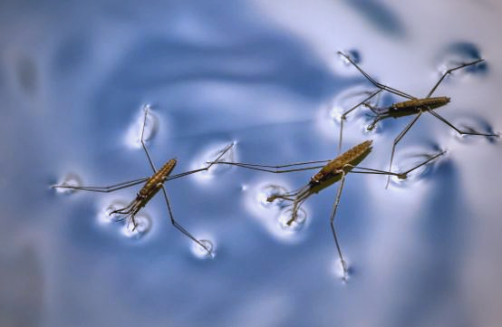 农村池塘中独特的水黾生物:益虫还是害虫?