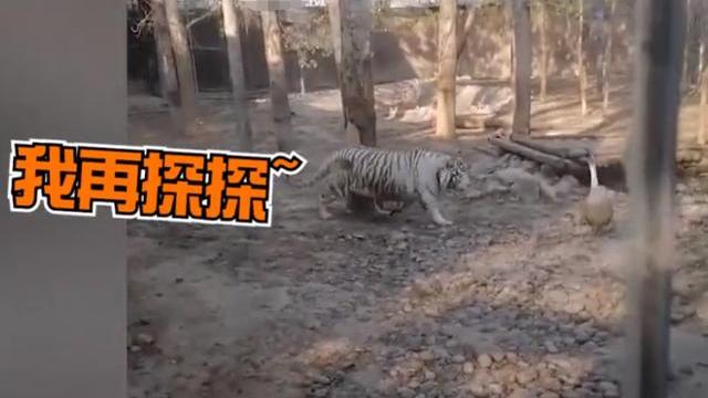 不可思议!河北一大鹅追着2只大老虎跑,引众多网友热议