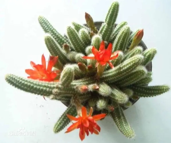 简单了解仙人指花卉