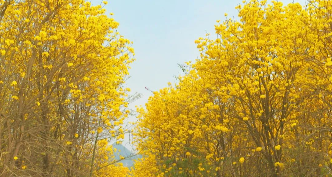 黄花风铃木照片
