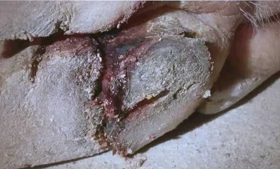 秋冬季猪群易患蹄裂病,与口蹄疫相似需警惕