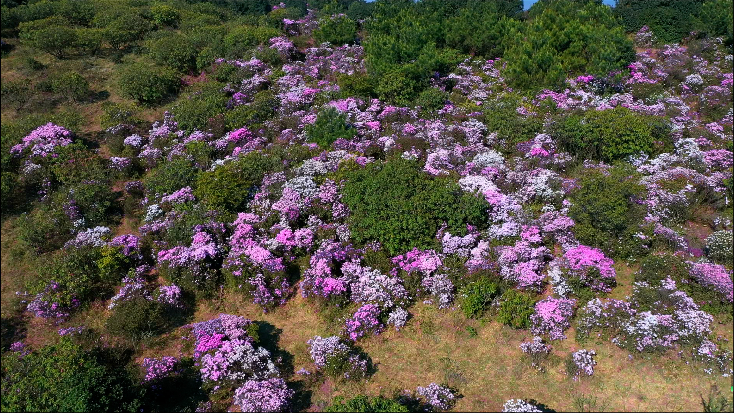 千城胜景丨云南宣威:高山杜鹃怒放东山顶