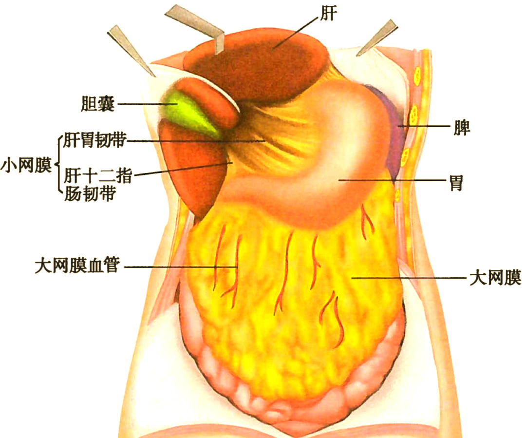小网膜:精妙的"连接器"小网膜,这一由两层腹膜精心构成的结构,起始于