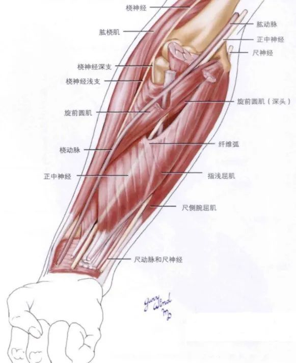 前臂外科解剖的详细图谱与指南