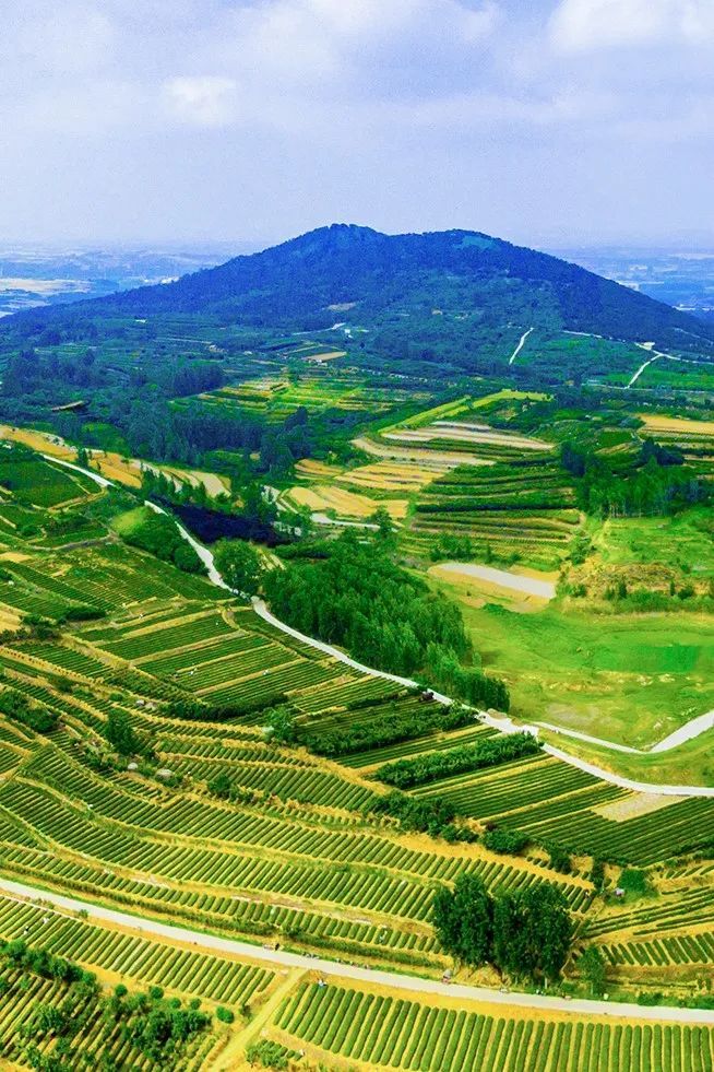 西海岸新区海青镇以茶为本,全产业链发展茶产业