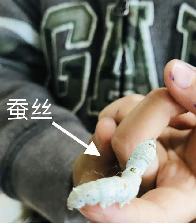 蚕宝宝是如何从蚕卵里孵化出来的?这群幼儿园娃进行了研究