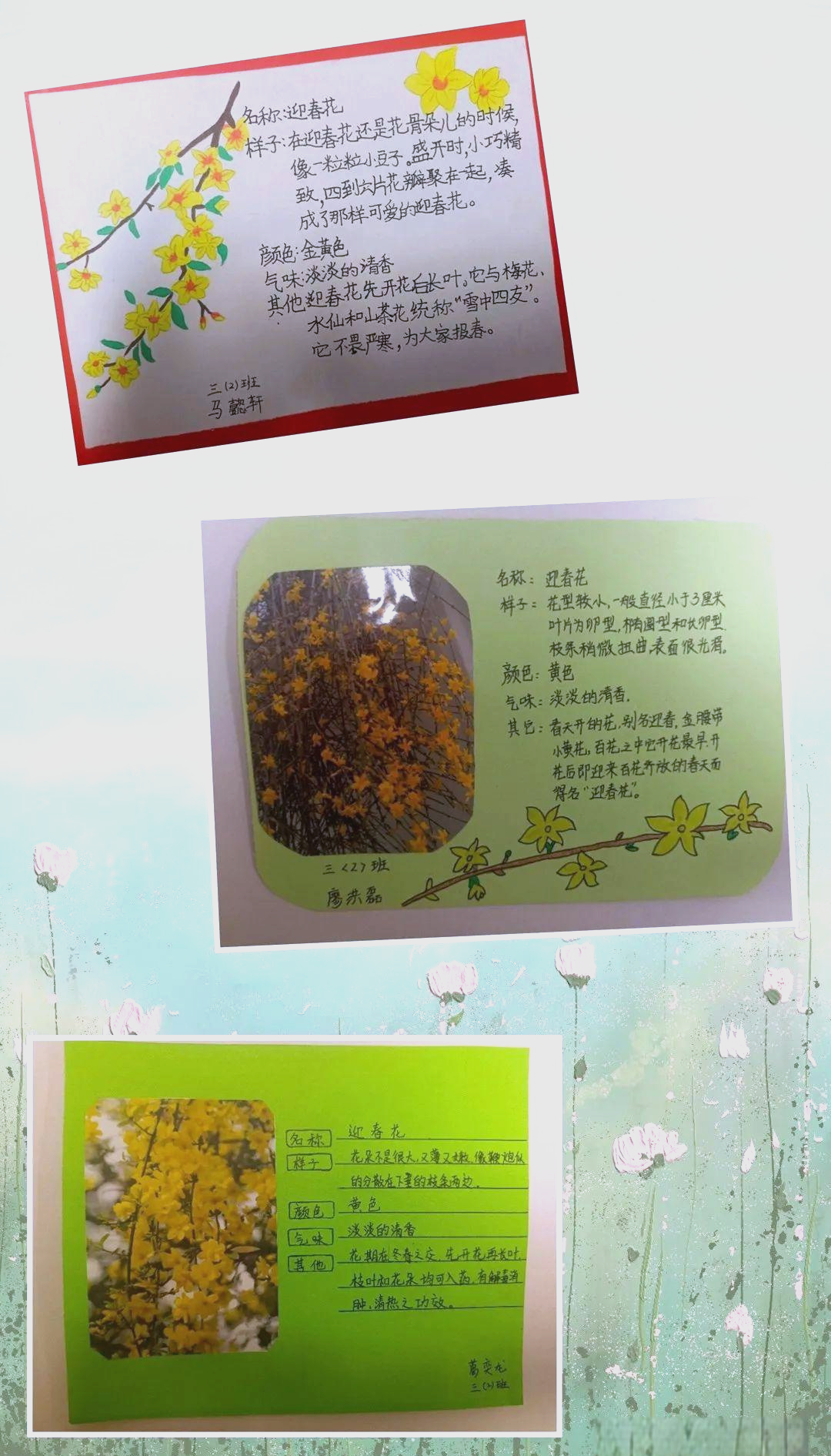 三年级综合实践活动（校园植物探秘）
