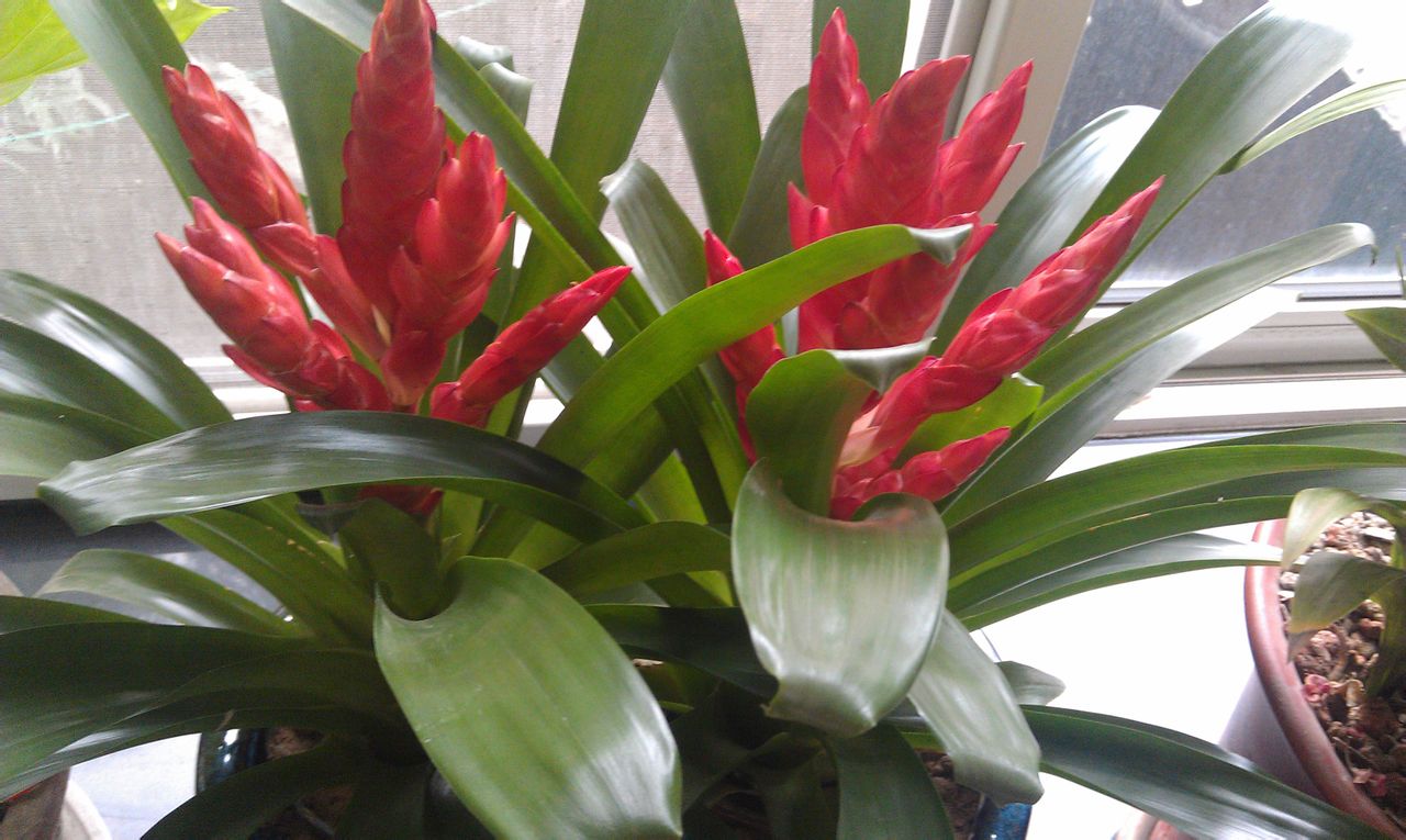 干货满满!关于莺哥凤梨养护技巧,你一定要知道