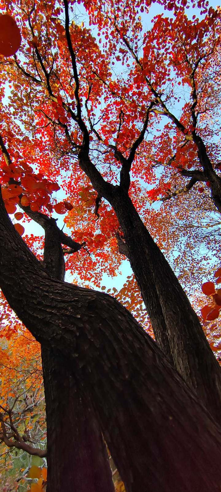 金秋十月-红叶美