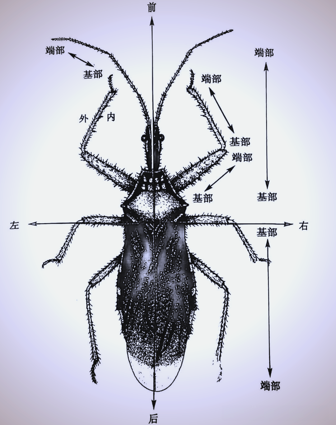 昆虫的尺寸,形态与方向:了解昆虫的基本特征
