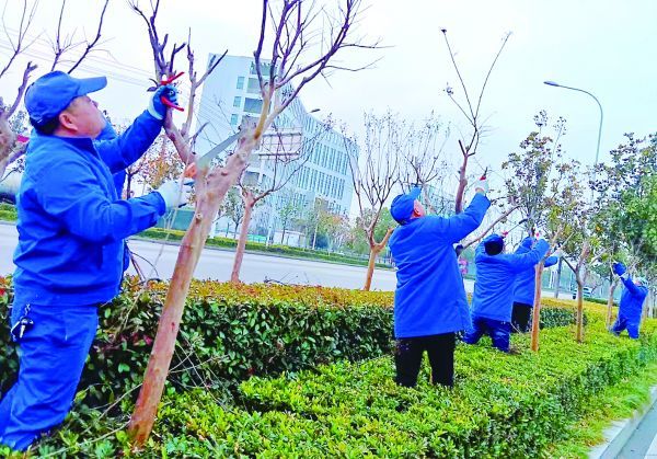 荆门市掇刀区市政园林管理处组织人员对绿化树木进行集中修剪