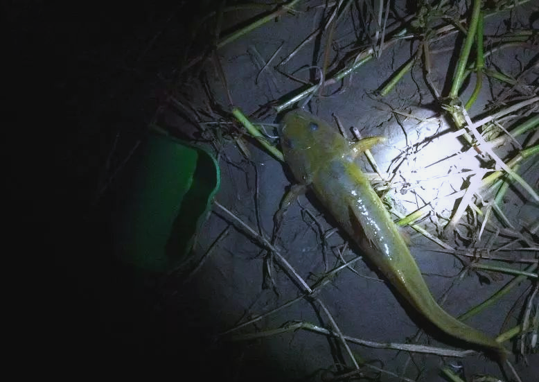 贵州角角鱼:美味诱惑与钓食乐趣的完美结合