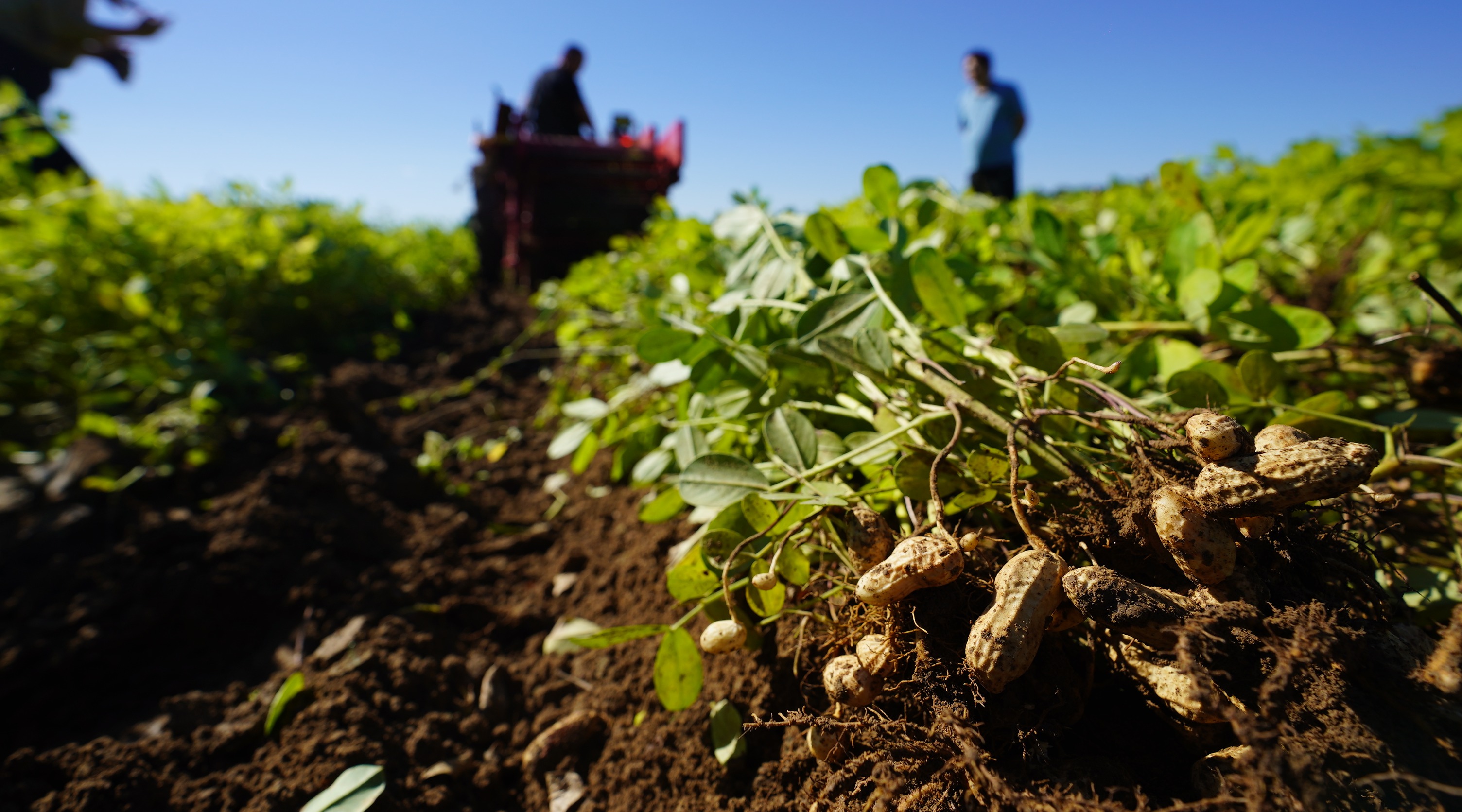 金盏80余亩花生今起收获,拉开朝阳秋收序幕