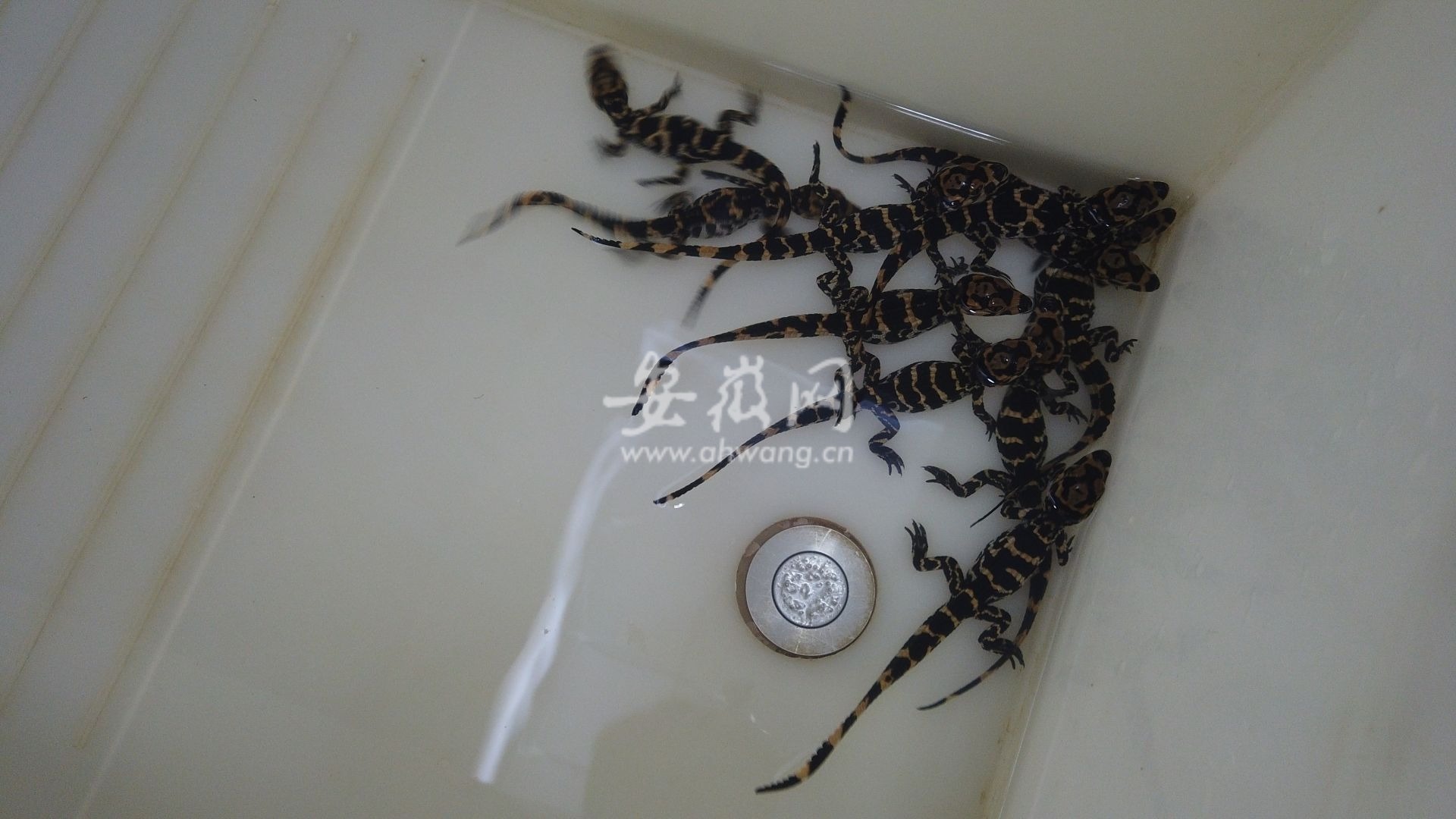 宣城:1000多只扬子鳄宝宝即将全部出生 记者实地探访它们的"家"