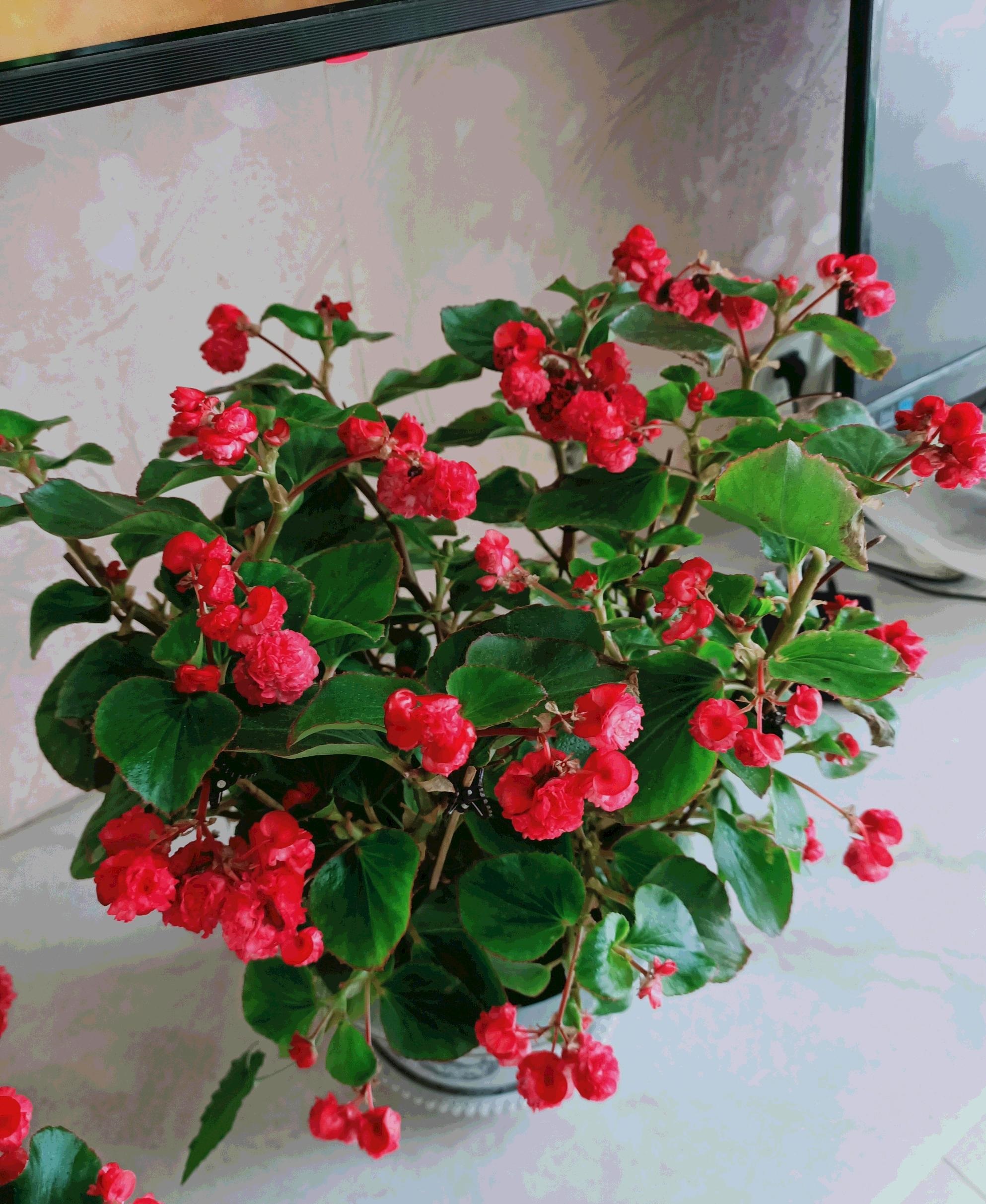 8种"耐阴"的盆栽植物,光照不多也能开花,适合北阳台种植