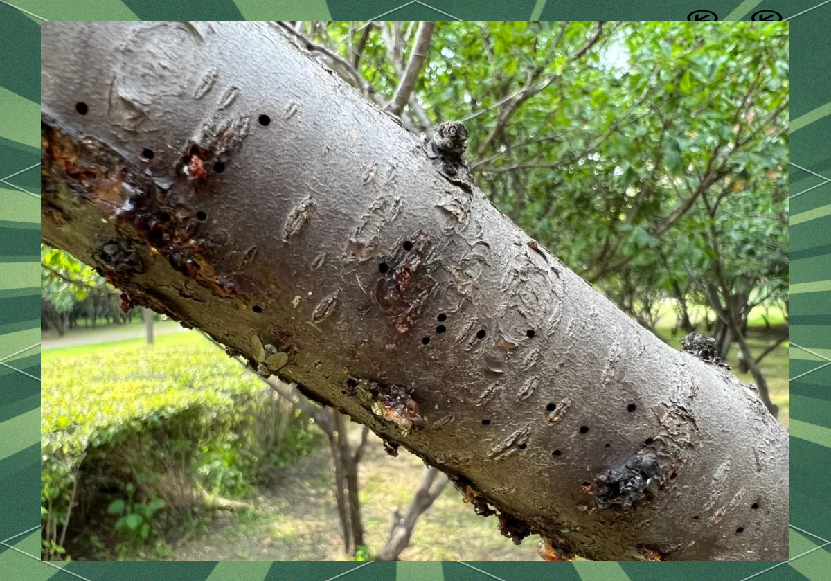 小蠹虫的危害与防治策略,保障园林健康