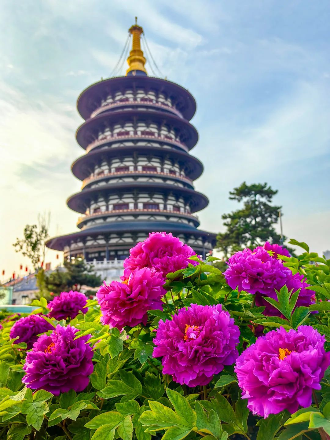 河南牡丹赏花地图来了