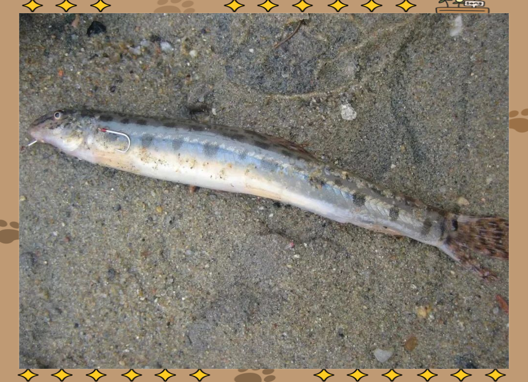 由于花泥鳅拥有绚烂夺目的外表,在观赏鱼市场中,它被赋予了一个充满