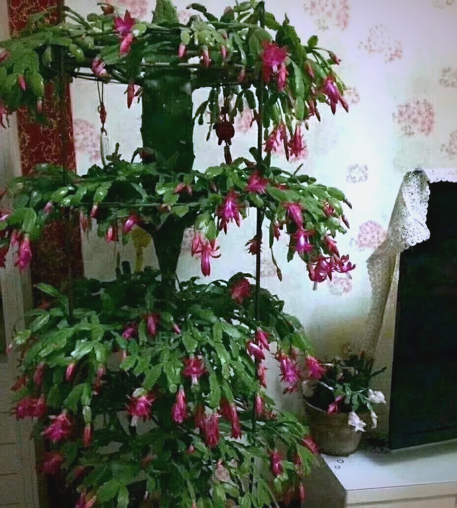 蟹爪兰嫁接全攻略:3种组合轻松搞定