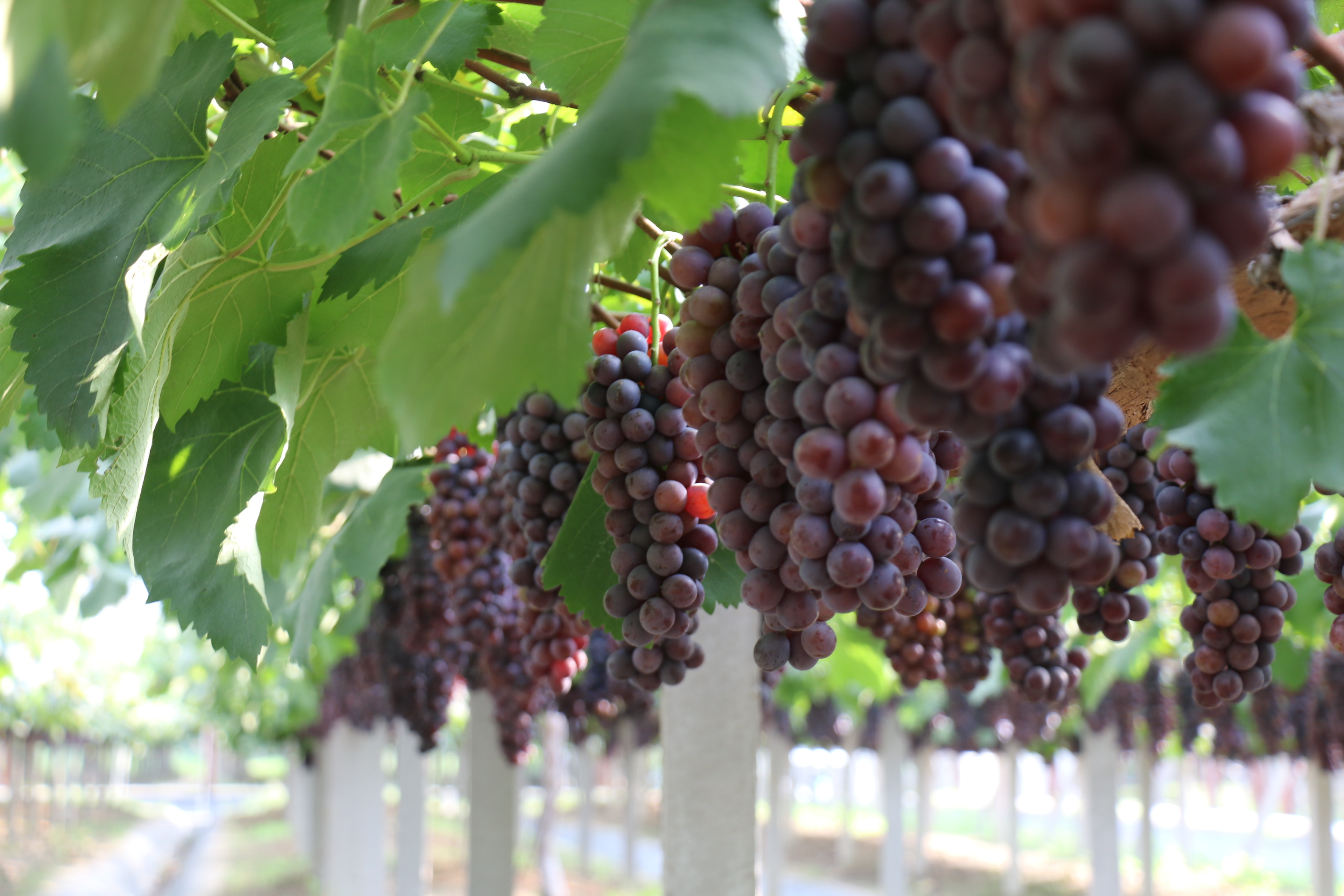 控产提质!合肥大圩葡萄少收1000斤,收入增加1万元!