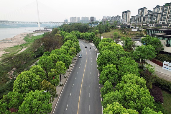 精细化管护提升城市景观品质 巴南这条"香樟大道"尽显盎然春意