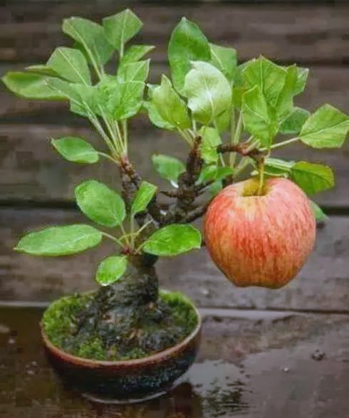 苹果盆景:寓意平安与丰收的家居之选