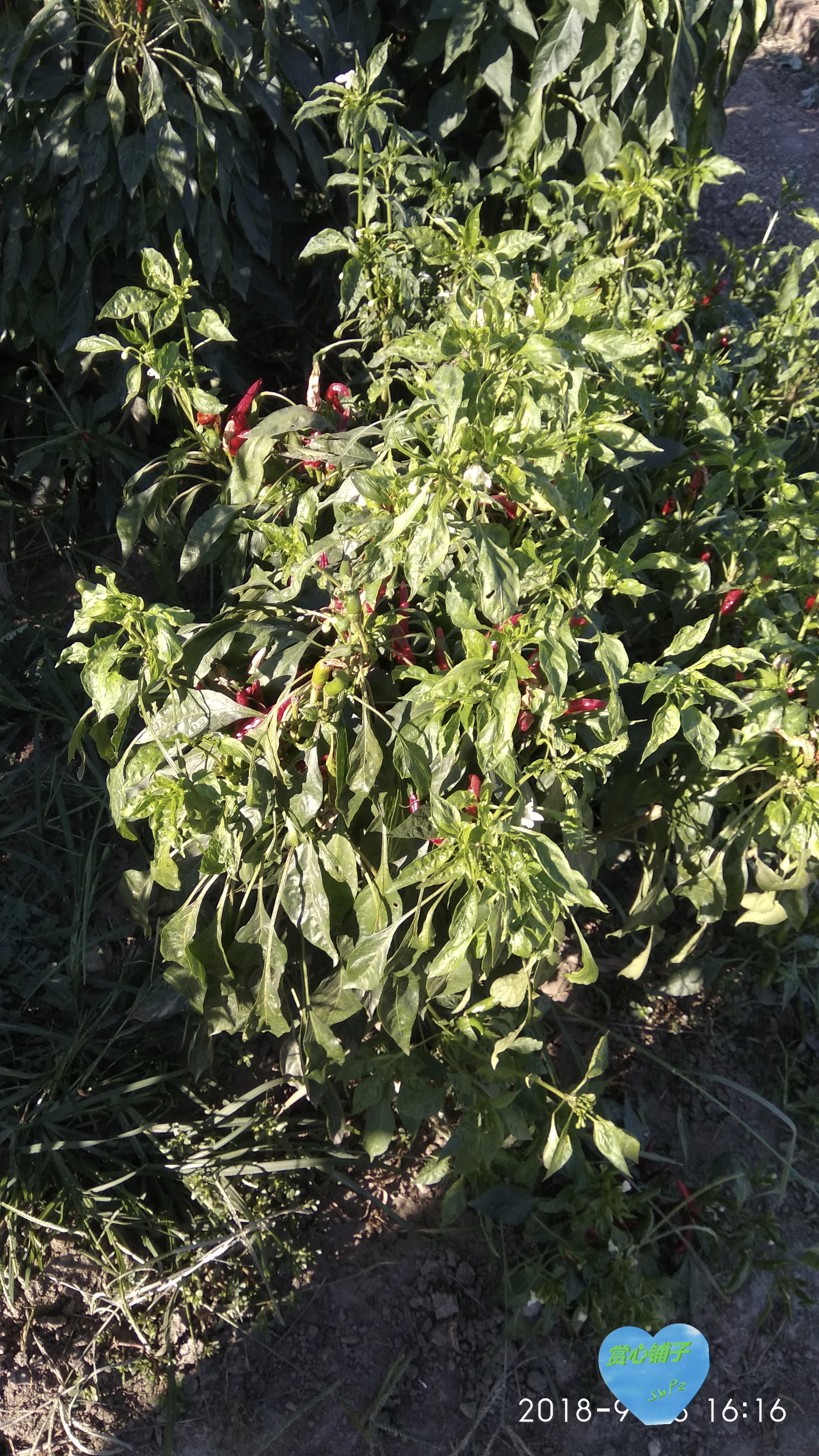 原创摄影作品240《小辣椒》