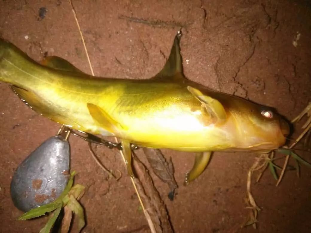 钓黄辣丁有绝招,2小时钓一桶,技巧全在这里,请耐心看完