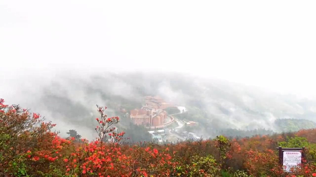 双牌阳明山杜鹃花图片