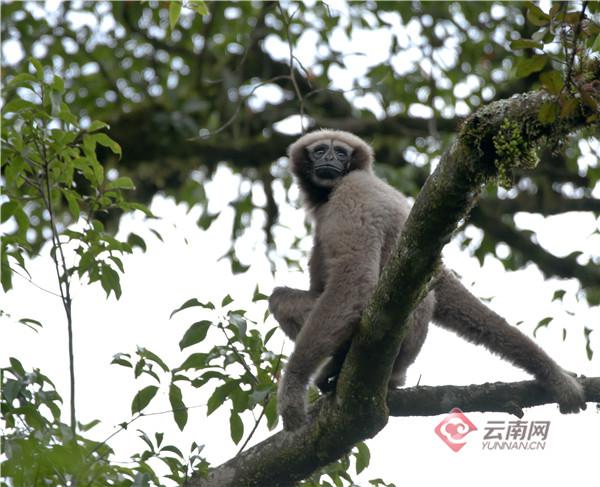 天行长臂猿(高黎贡白眉长臂猿.高黎贡山保山管护分局供图