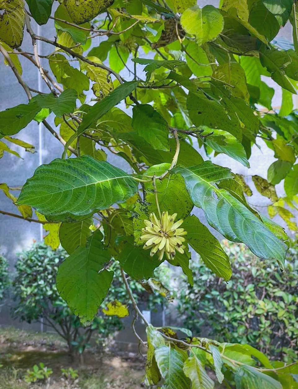 喜树结满果实,象征幸福生活!