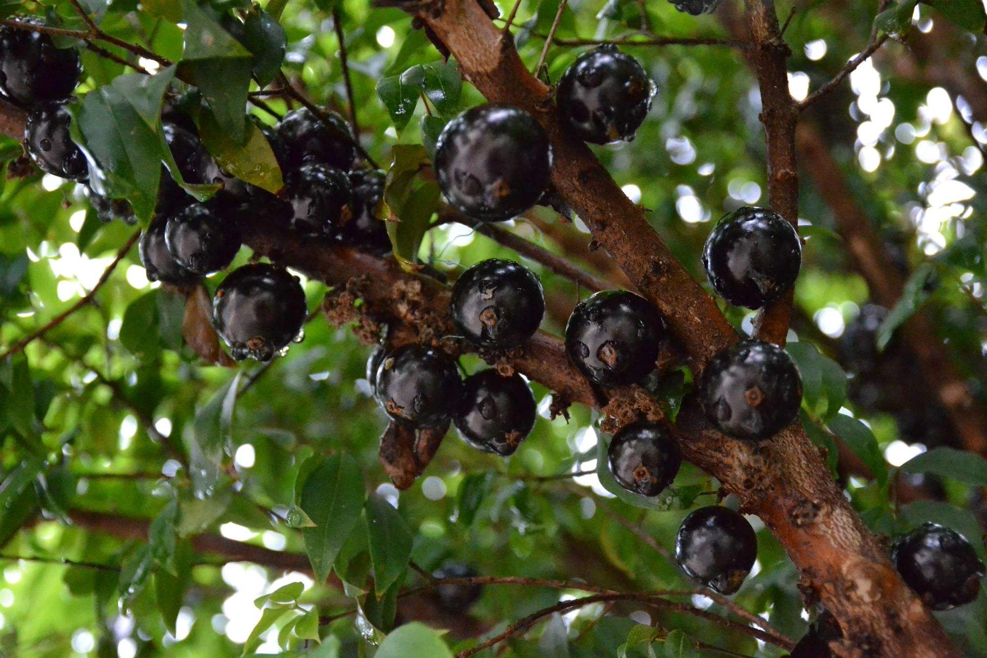 嘉宝果树苗4年生的价格,河源四季嘉宝果树苗去哪有