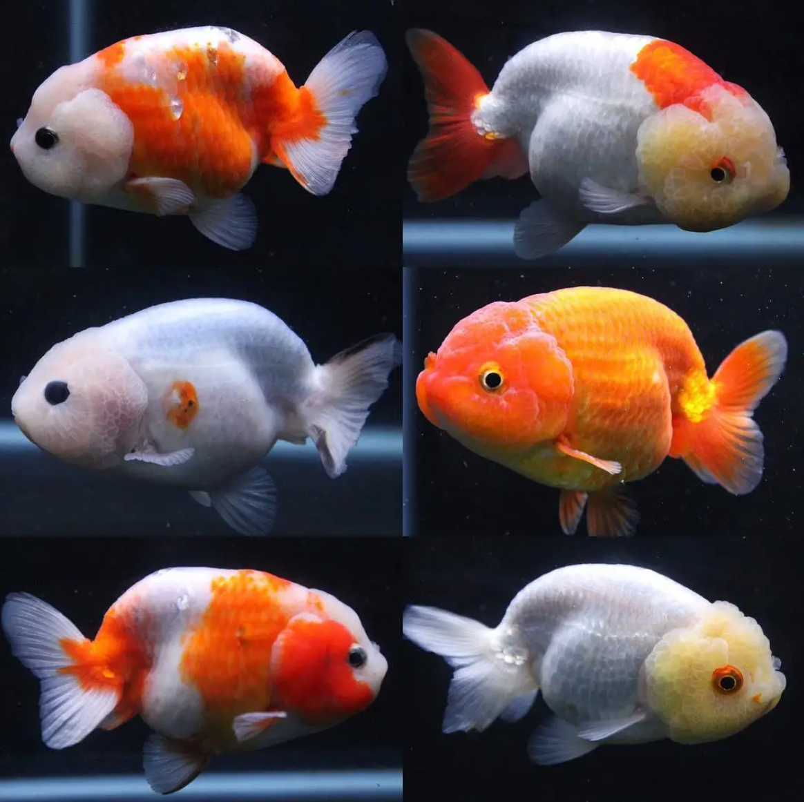 想要养好兰寿金鱼需要做到以下几点!