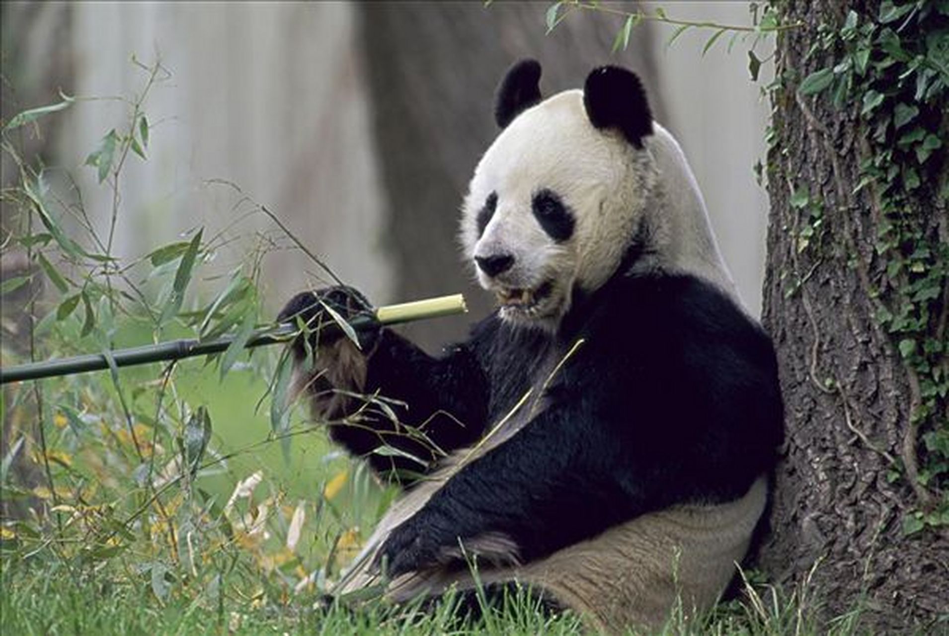 熊猫谷位于成都崇州市,环境清幽,熊猫数量较少,但可以近距离观察野生