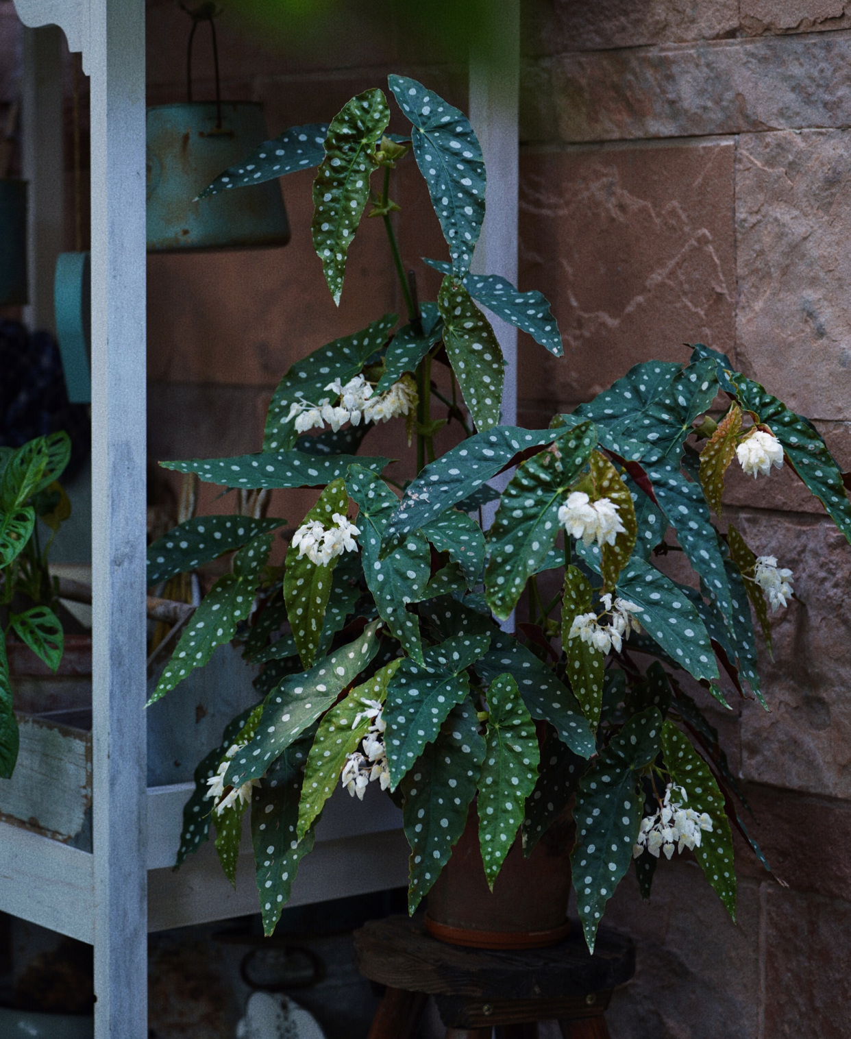 网红盆栽绿植"鳟鱼海棠"—花叶共赏,周年花开,封闭阳台也能养