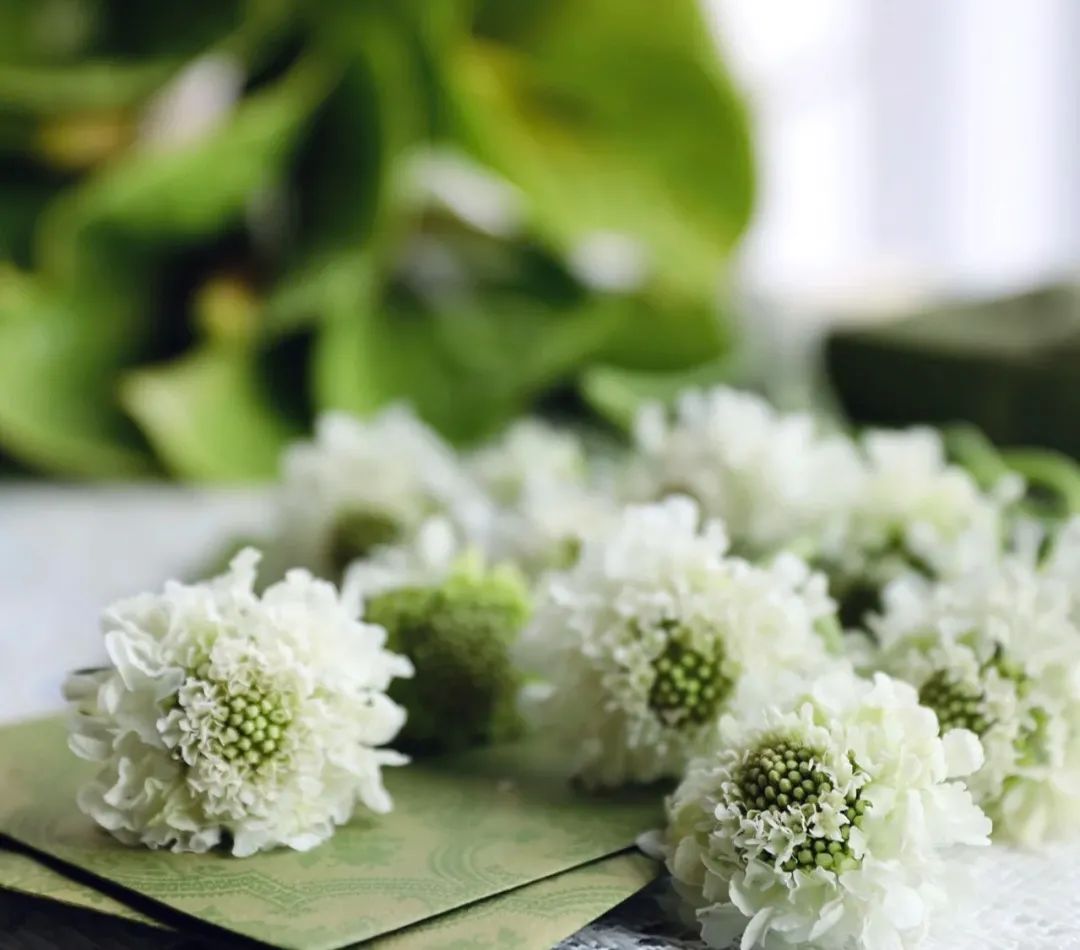 白色松虫草轻盈,淡雅,给人一种纯真的气息.